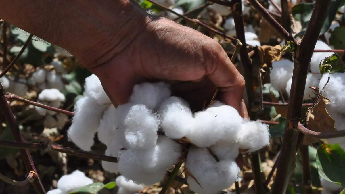 Habrá menos algodón en el próximo ciclo agrícola